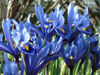 iris reticulata-2
